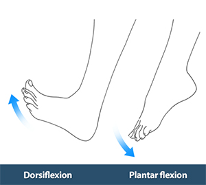 Flexión Plantar Activa y Dorsiflexión